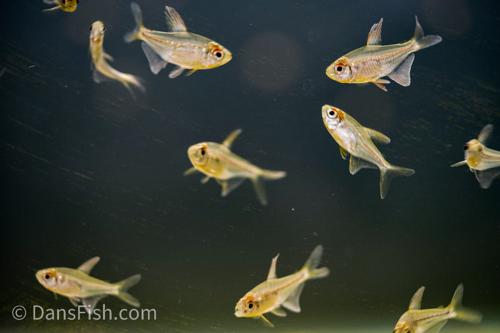 Diamond Tetra