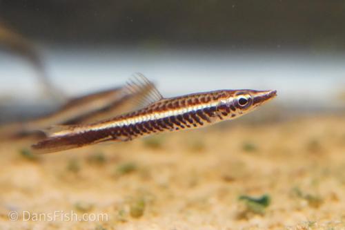 Hockey Stick Pencilfish