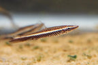 Hockey Stick Pencilfish