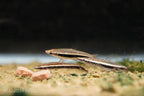 Hockey Stick Pencilfish