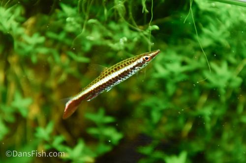 Hockey Stick Pencilfish
