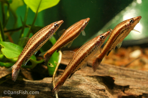 Hockey Stick Pencilfish