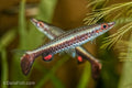 Hockey Stick Pencilfish