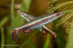 Hockey Stick Pencilfish