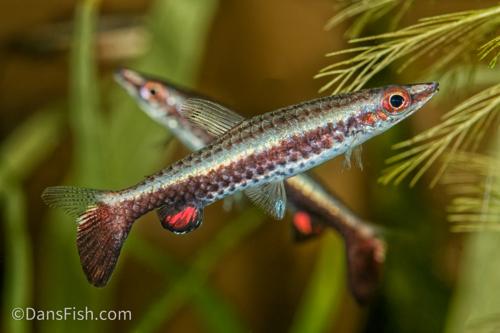 Hockey Stick Pencilfish