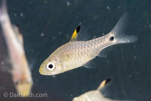 Drape Fin Barb