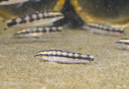 Dwarf Chain Loach