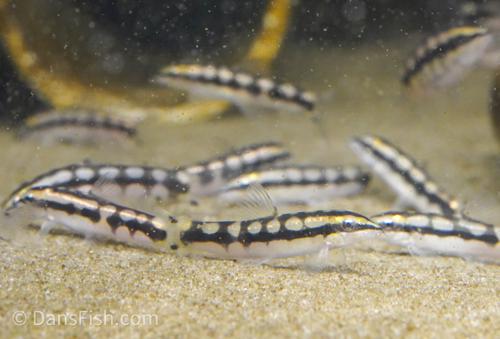 Dwarf Chain Loach