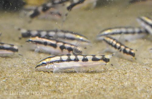 Dwarf Chain Loach