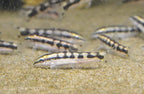 Dwarf Chain Loach