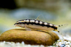 Dwarf Chain Loach