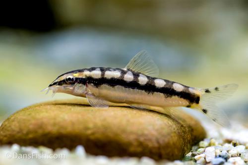Dwarf Chain Loach