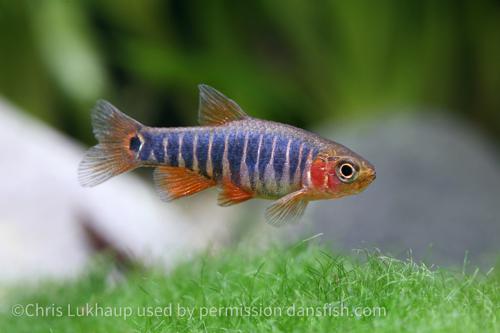 Dwarf Emerald Rasbora