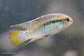 Dwarf Flag Cichlid