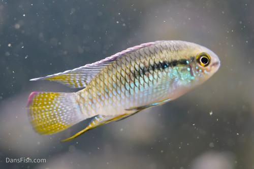 Dwarf Flag Cichlid