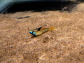 Dwarf Gold Neon Goby