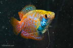 Dwarf Gourami: VIRUS FREE