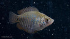 Dwarf Gourami: VIRUS FREE