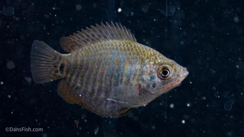 Dwarf Gourami: VIRUS FREE