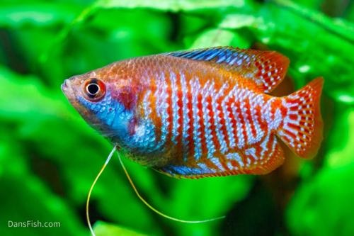 Dwarf Gourami: VIRUS FREE