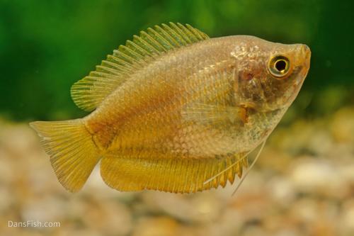 Dwarf Gourami: VIRUS FREE
