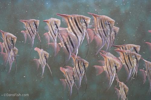 Dwarf Leopoldi Angelfish 'Rio Demini'