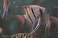 Dwarf Leopoldi Angelfish 'Rio Demini'