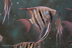 Dwarf Leopoldi Angelfish 'Rio Demini'