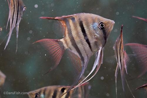 Dwarf Leopoldi Angelfish 'Rio Demini'