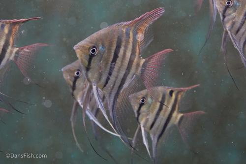 Dwarf Leopoldi Angelfish 'Rio Demini'