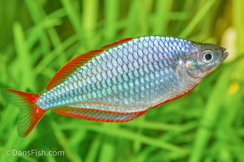 Dwarf Neon Rainbowfish