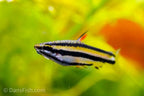 Dwarf Pencilfish 'Alto Nanay'