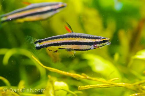 Dwarf Pencilfish 'Alto Nanay'