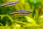 Dwarf Pencilfish 'Alto Nanay'