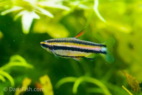 Dwarf Pencilfish 'Alto Nanay'