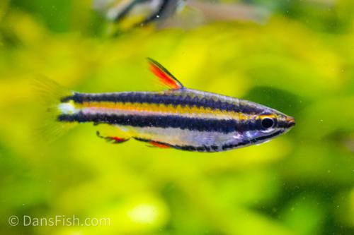 Dwarf Pencilfish 'Alto Nanay'