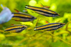 Dwarf Pencilfish 'Alto Nanay'