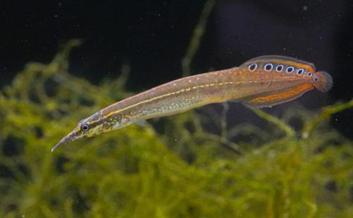 Dwarf Redtail Eel