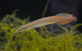 Dwarf Redtail Eel
