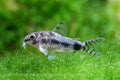 Dwarf Salt and Pepper Cory