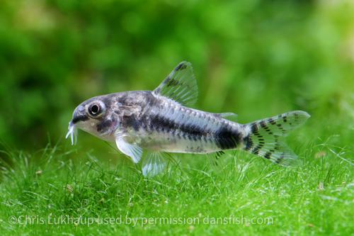 Dwarf Salt and Pepper Cory