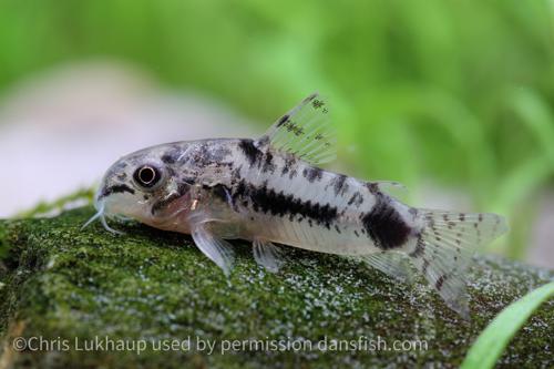 Dwarf Salt and Pepper Cory