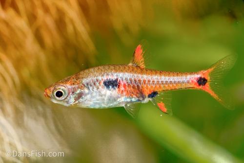 Dwarf Spotted Rasbora