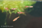 Dwarf Spotted Rasbora