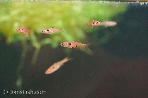 Dwarf Spotted Rasbora