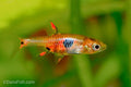 Dwarf Spotted Rasbora