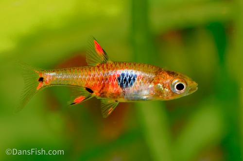 Dwarf Spotted Rasbora