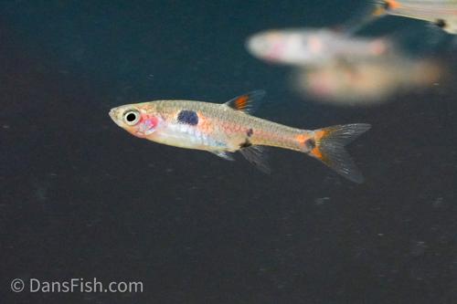 Dwarf Spotted Rasbora