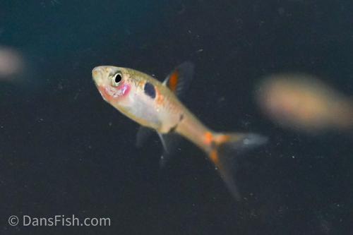 Dwarf Spotted Rasbora