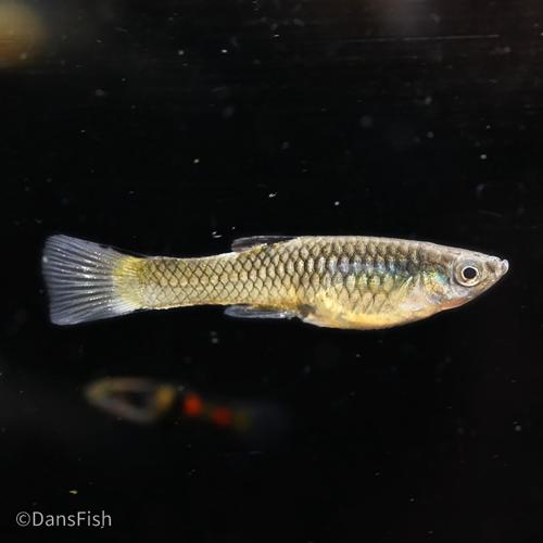 El Tigre Endler's Livebearer